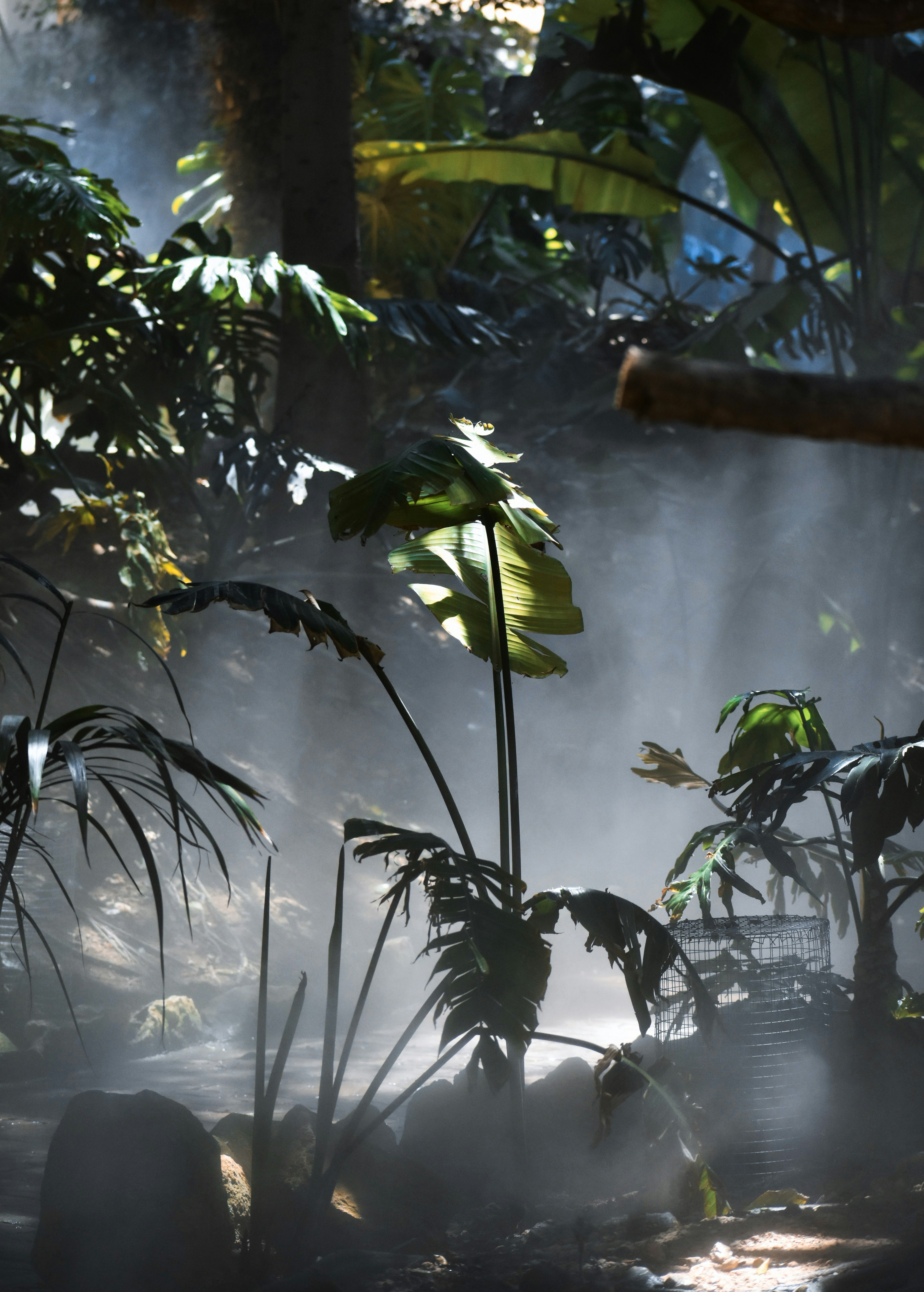 Light through mist over the jungle understory